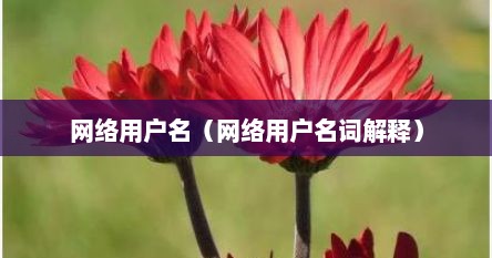 网络用户名（网络用户名词解释）