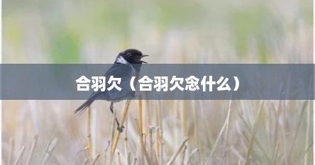 合羽欠（合羽欠念什么）