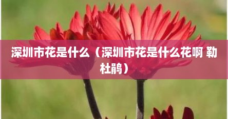 深圳市花是什么（深圳市花是什么花啊 勒杜鹃）