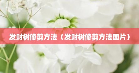 发财树修剪方法（发财树修剪方法图片）