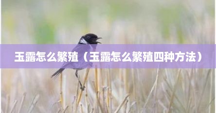 玉露怎么繁殖（玉露怎么繁殖四种方法）