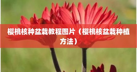 樱桃核种盆栽教程图片（樱桃核盆栽种植方法）