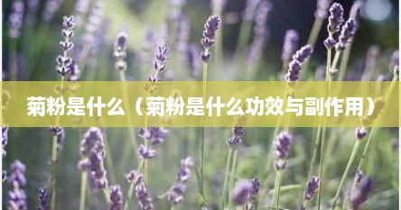 菊粉是什么（菊粉是什么功效与副作用）