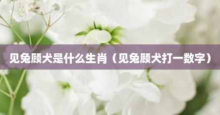 见兔顾犬是什么生肖（见兔顾犬打一数字）