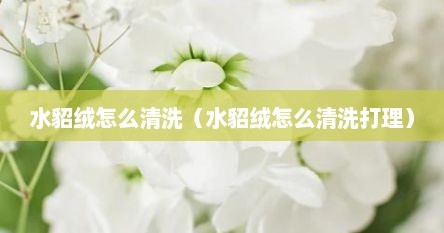 水貂绒怎么清洗（水貂绒怎么清洗打理）