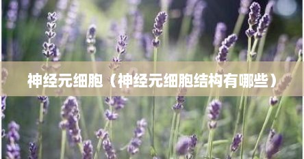 神经元细胞（神经元细胞结构有哪些）