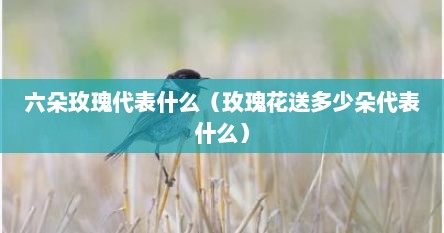 六朵玫瑰代表什么（玫瑰花送多少朵代表什么）