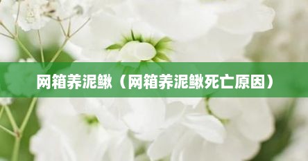 网箱养泥鳅（网箱养泥鳅死亡原因）