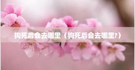 狗死后会去哪里（狗死后会去哪里?）