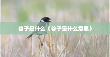 谷子是什么（谷子是什么意思）