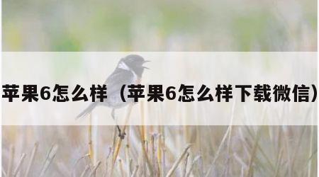 苹果6怎么样（苹果6怎么样下载微信）