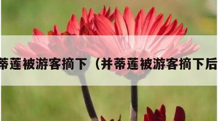 并蒂莲被游客摘下（并蒂莲被游客摘下后续）