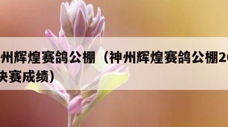 神州辉煌赛鸽公棚（神州辉煌赛鸽公棚2022决赛成绩）